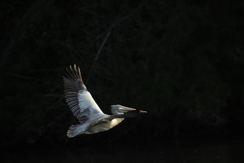 the long billed bird has caught the prey