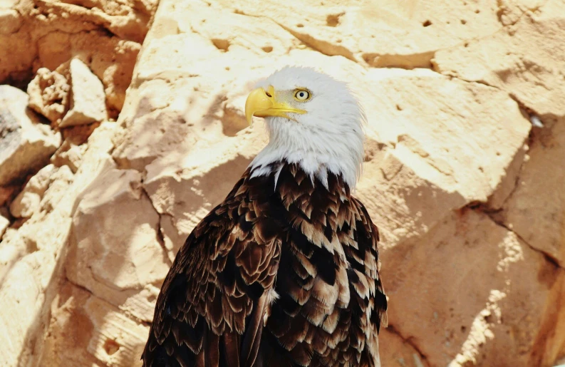 there is a bald eagle standing near a rock