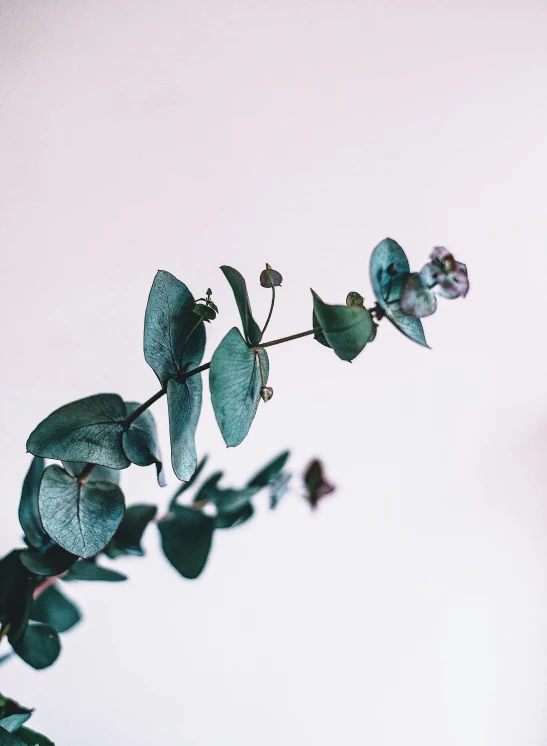 flowers, leaves, and buds are casting shadows on a pink background