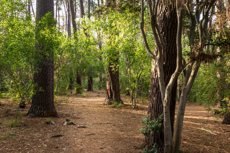 a dirt path in a forest surrounded by tall trees