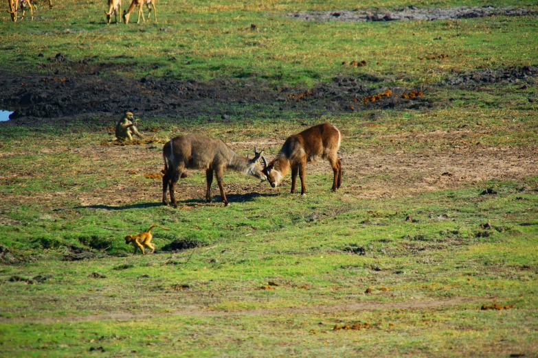 two donkeys standing in a field of grass