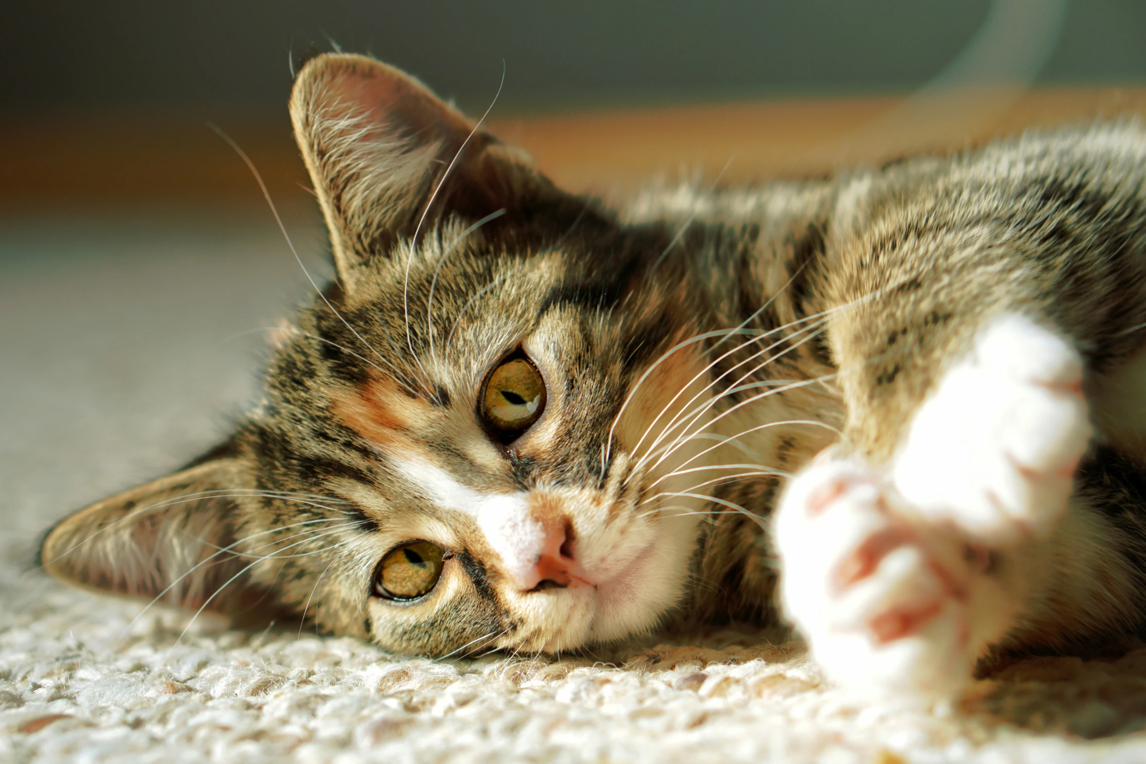 a cat laying on the floor looking forward