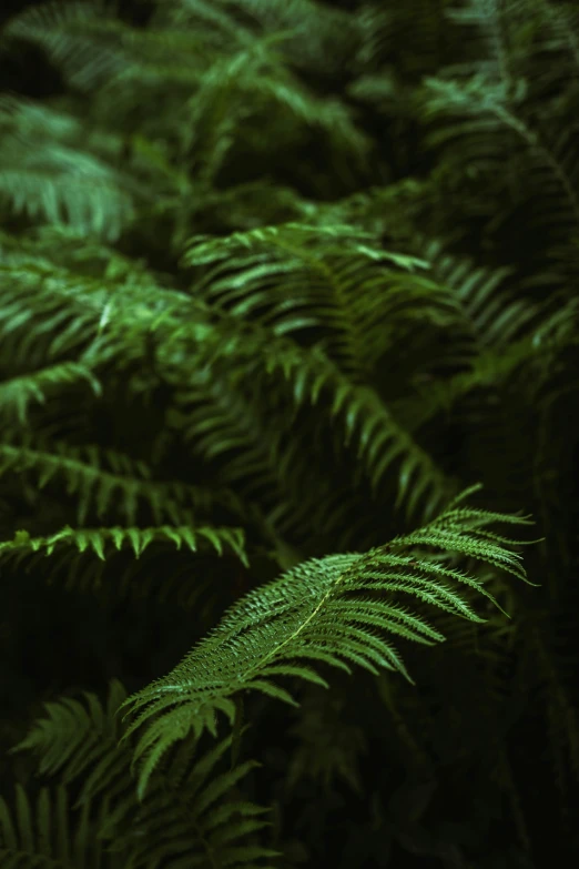 ferns with a green background of some sort