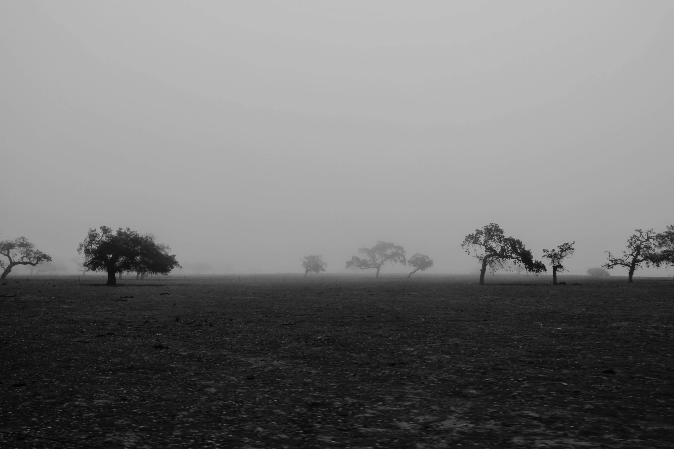 a black and white po of a foggy field with trees