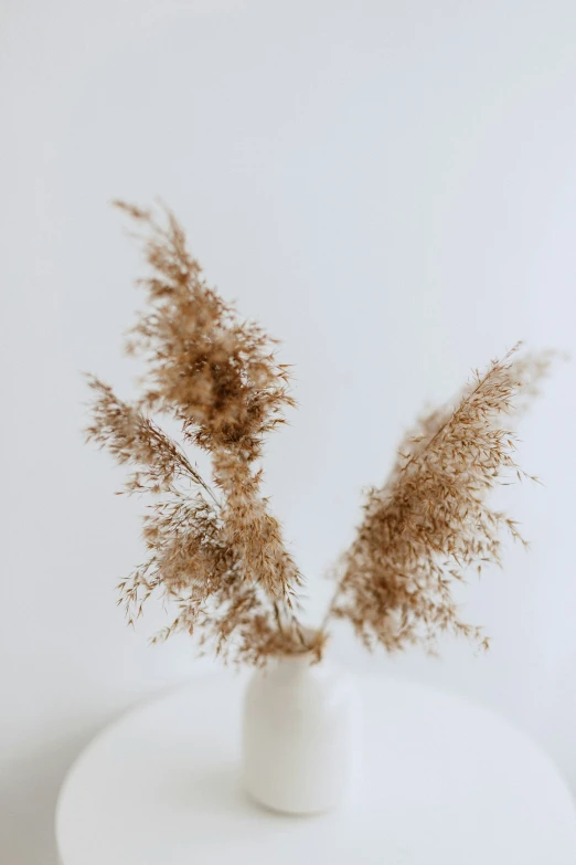 an image of dried dry flowers in a vase