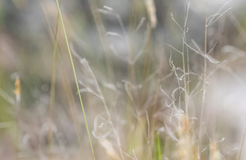 a field filled with tall green grass next to a forest