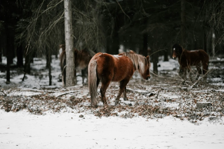 two horses walk in the woods on a snowy day