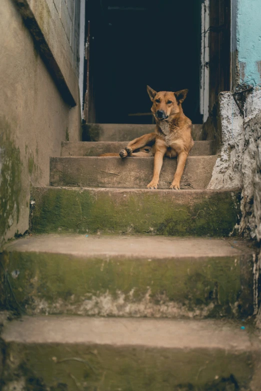 a dog sitting on the stairs by an open door