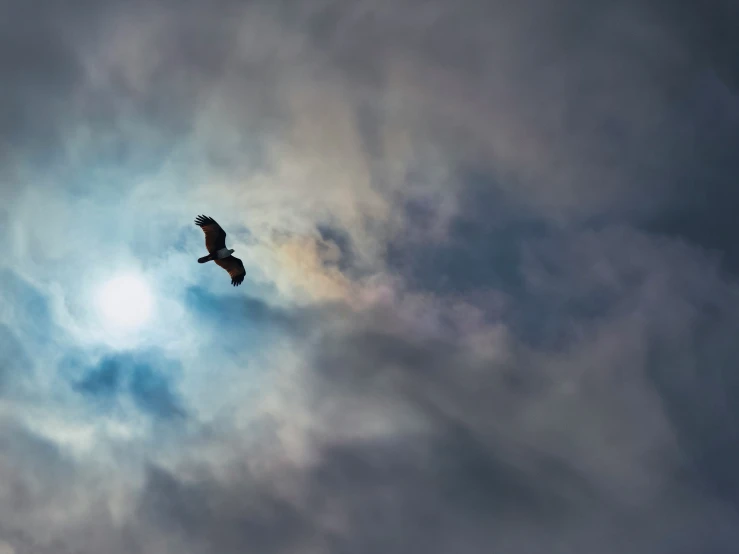 bird flying in the cloudy sky with sunray behind it