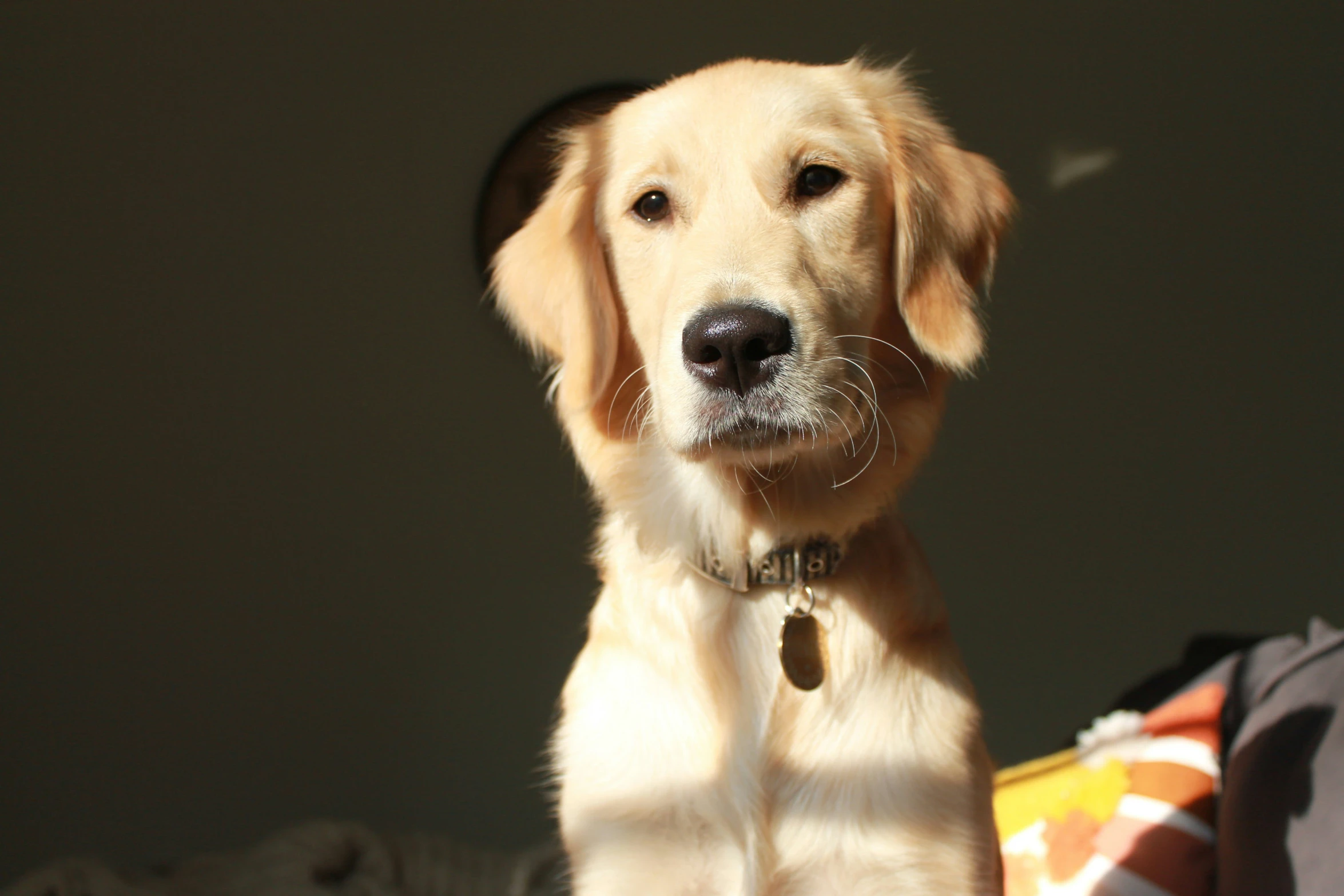 a small yellow dog sitting on a bed