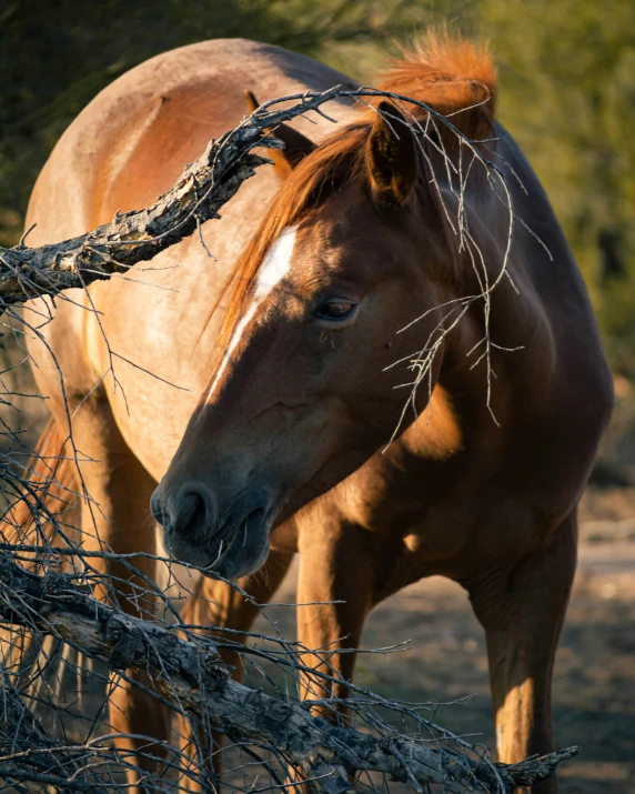 a horse stands next to a tree with nches