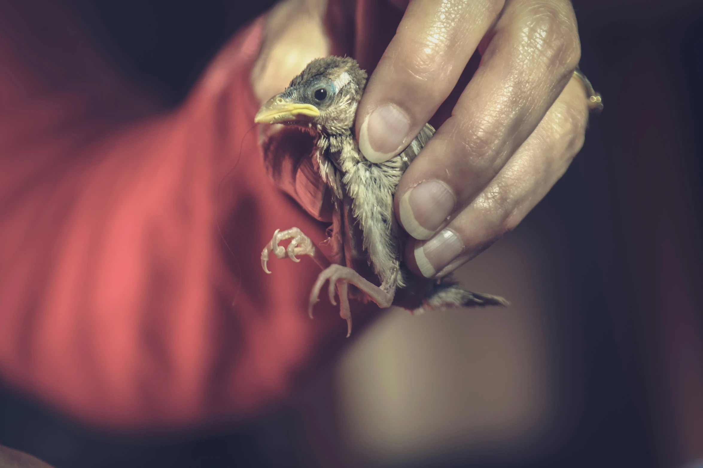 a bird being held by a person with the hands of one person