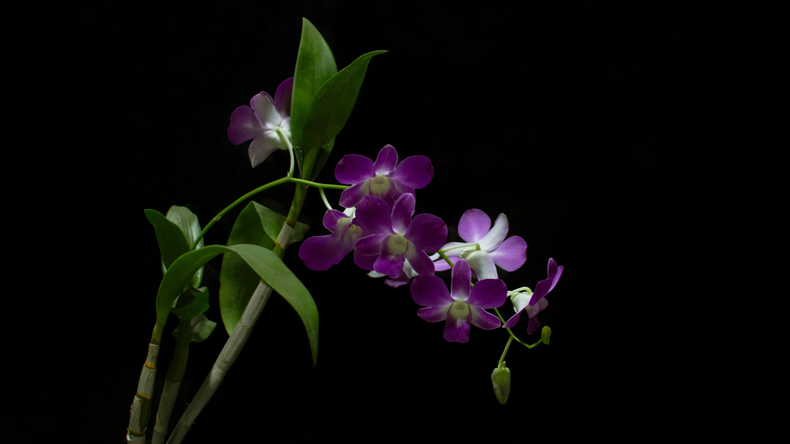 a couple of flowers with one purple and one white flower