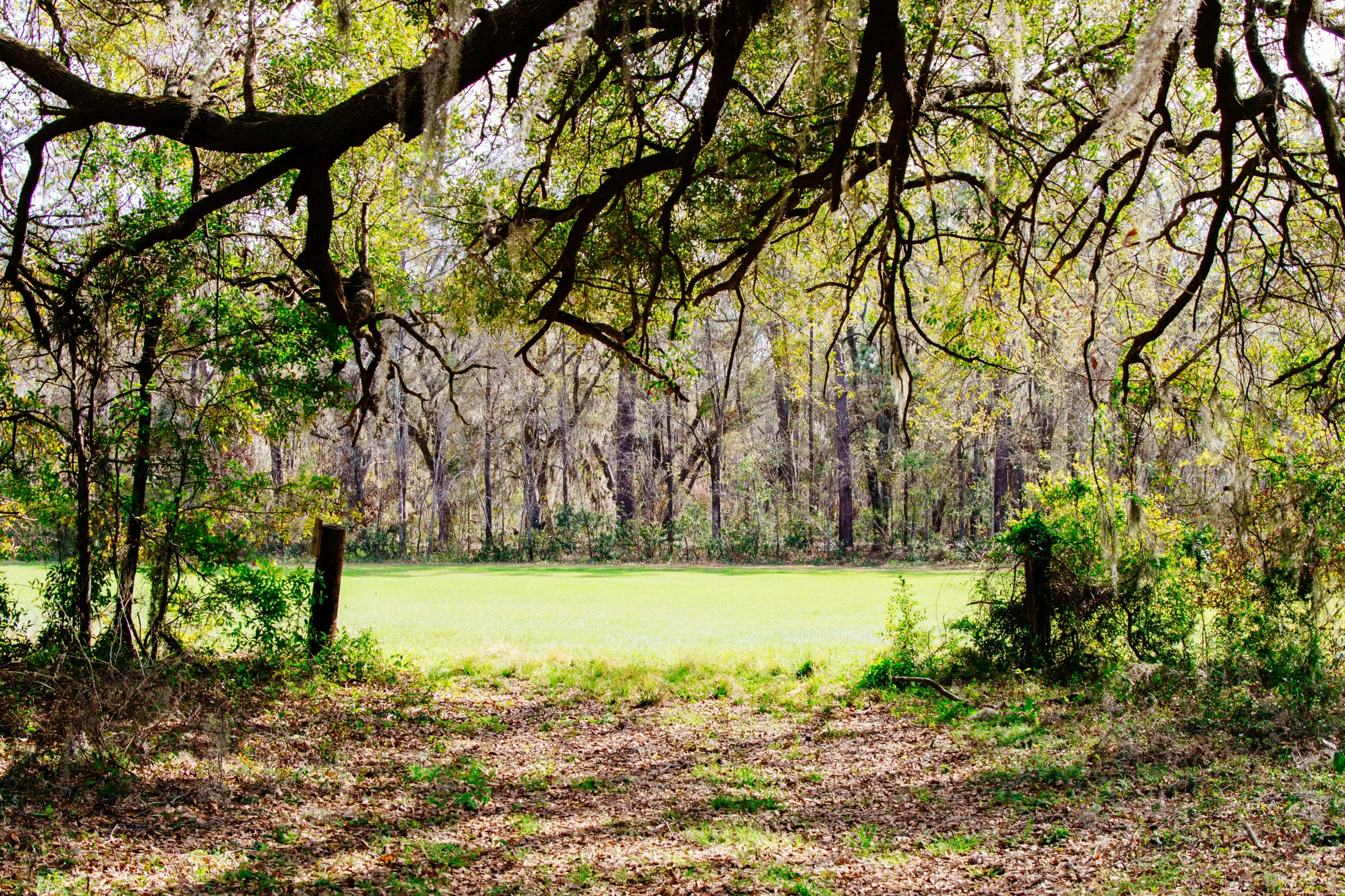 the green field is empty and there are trees in it