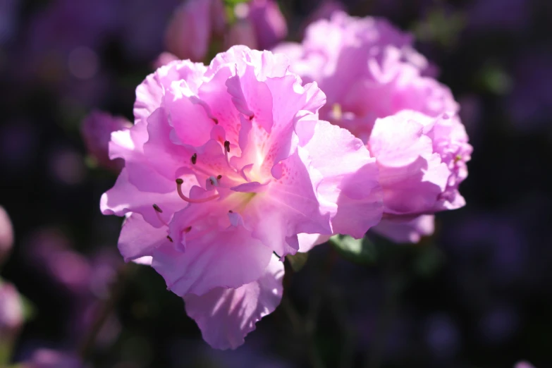 pink flowers bloom in a sunny garden