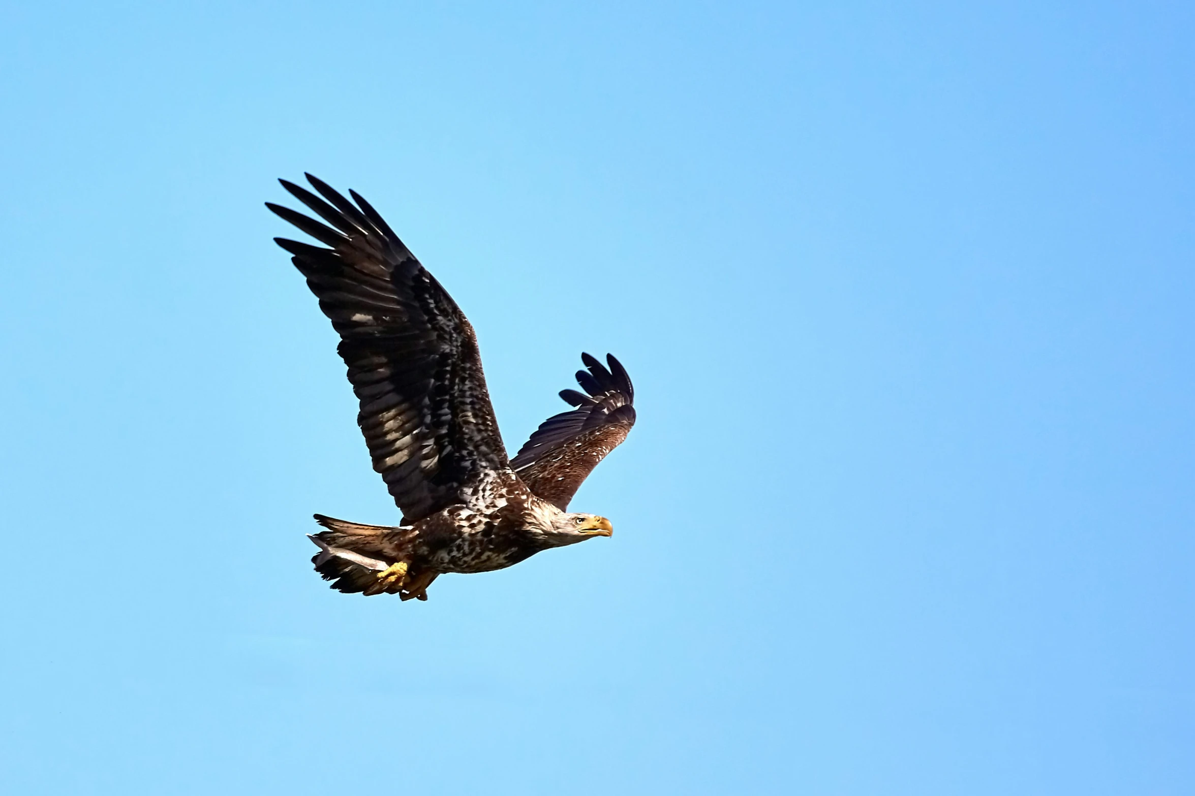 an adult bald eagle flying through a blue sky