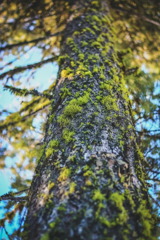 the trunk of an older looking tree with a mossy surface