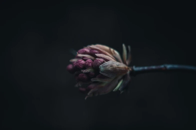 a large flower with the petals of some sort of flower