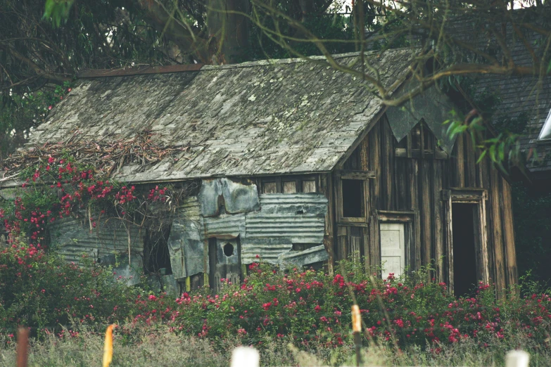 an old house with a large flower bush