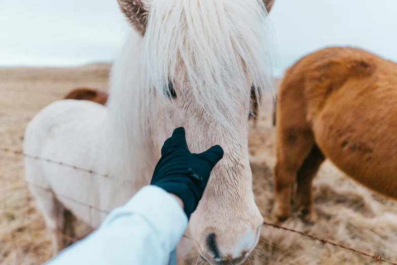 an adult hand touches a horse's nose as it grazes on grass