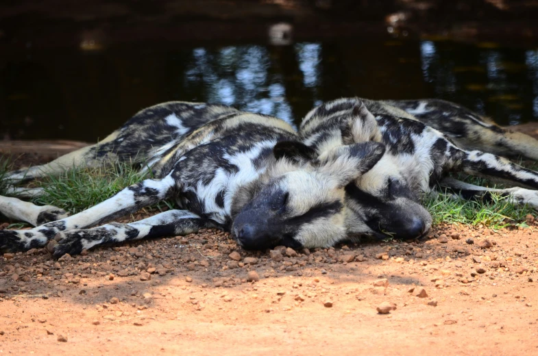 two black and white striped puppies are rolling around