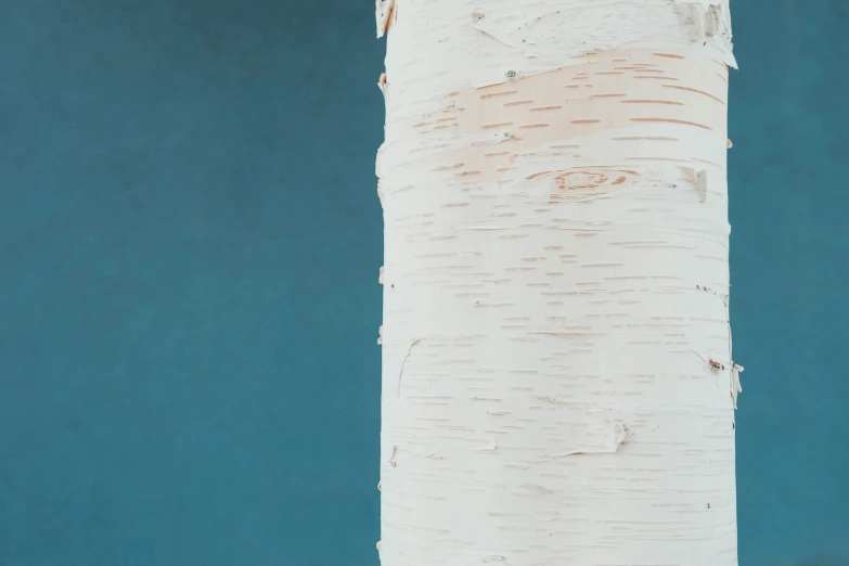 the base of a white birch tree against a blue background