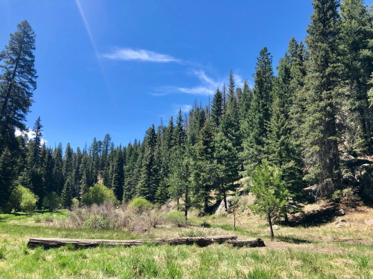 several large trees stand beside one another by the grass