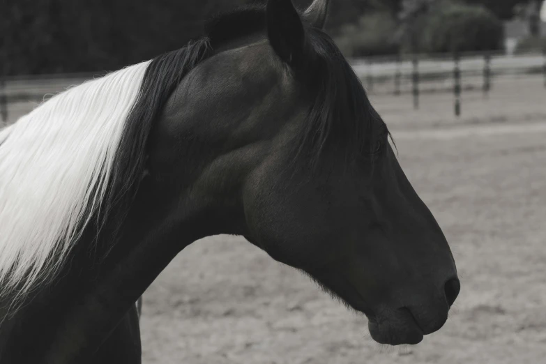 black and white image of a horse on an open field