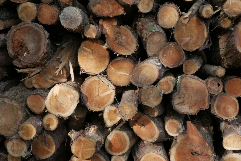 a pile of logs sits on a ground