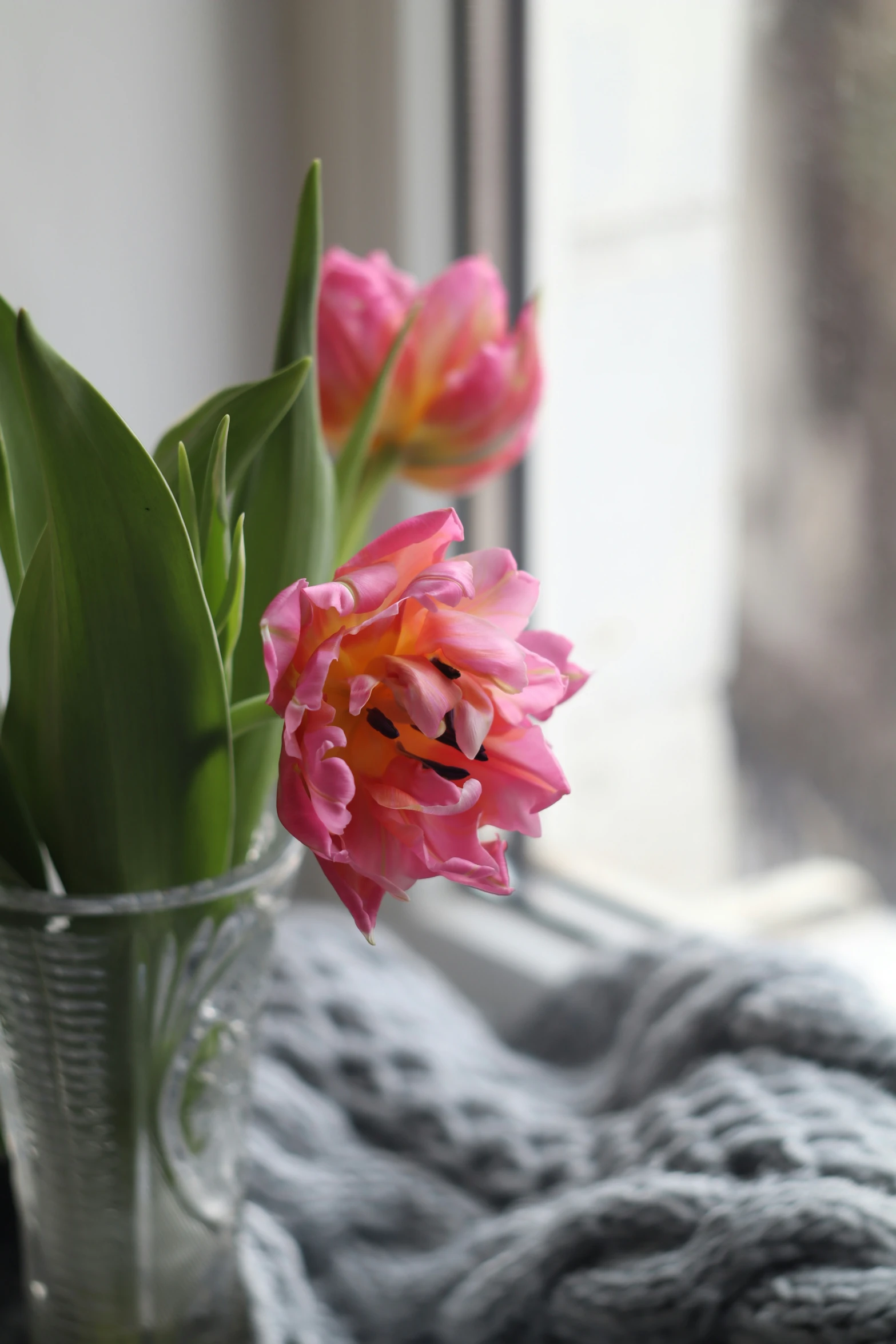 two pink and yellow tulips in a clear vase