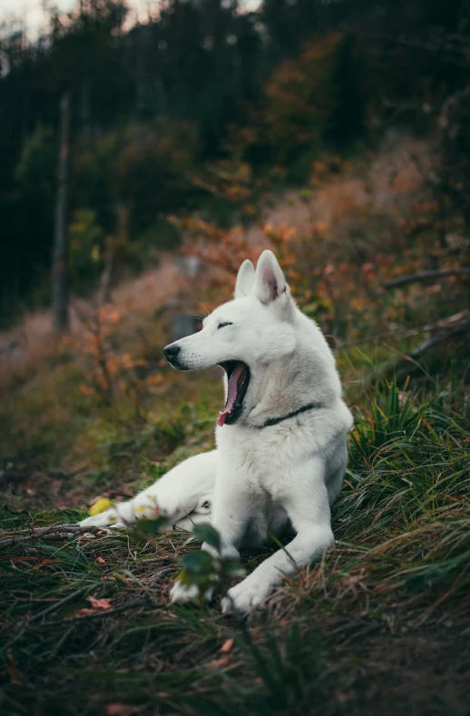 a white dog laying on top of a grass covered field