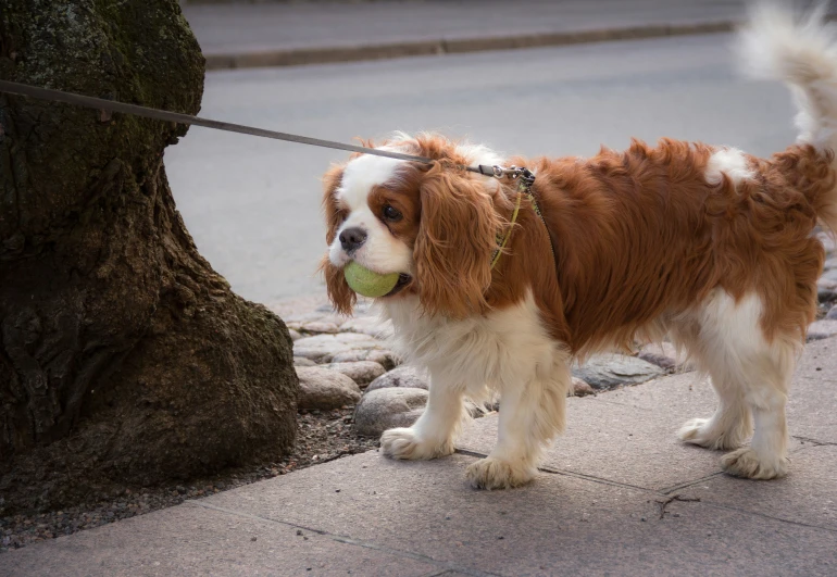 a dog is holding a tennis ball while walking