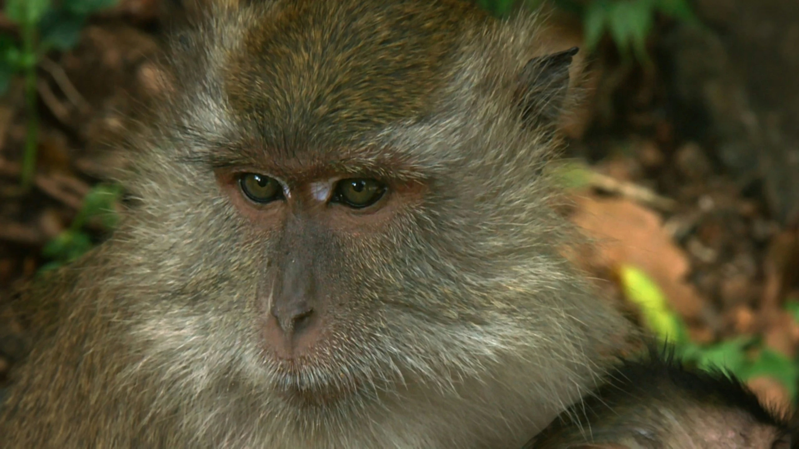 a close up of a monkey with a blurry background