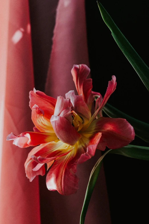 a single flower on display against red fabric