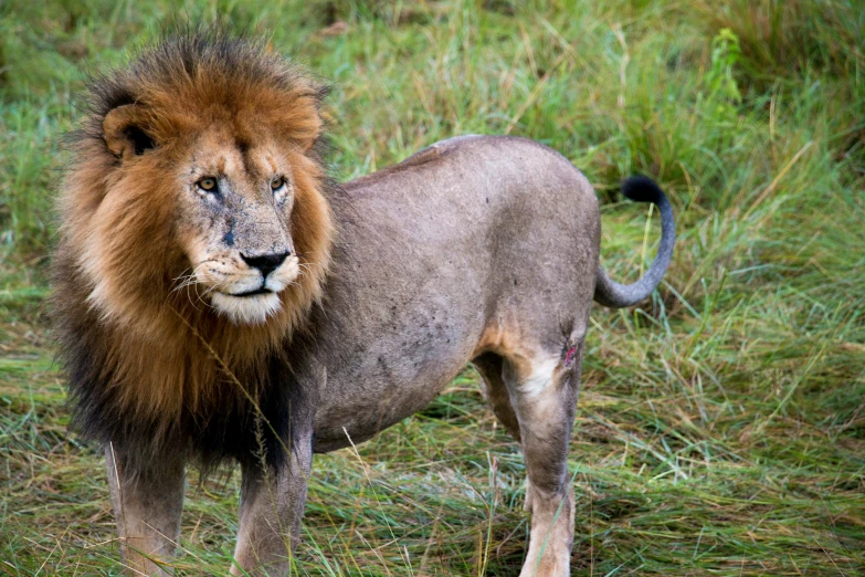 an adult male lion is looking to its right with a grassy background