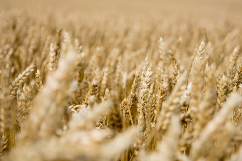 a field full of tall grass with a blue bird perched on it