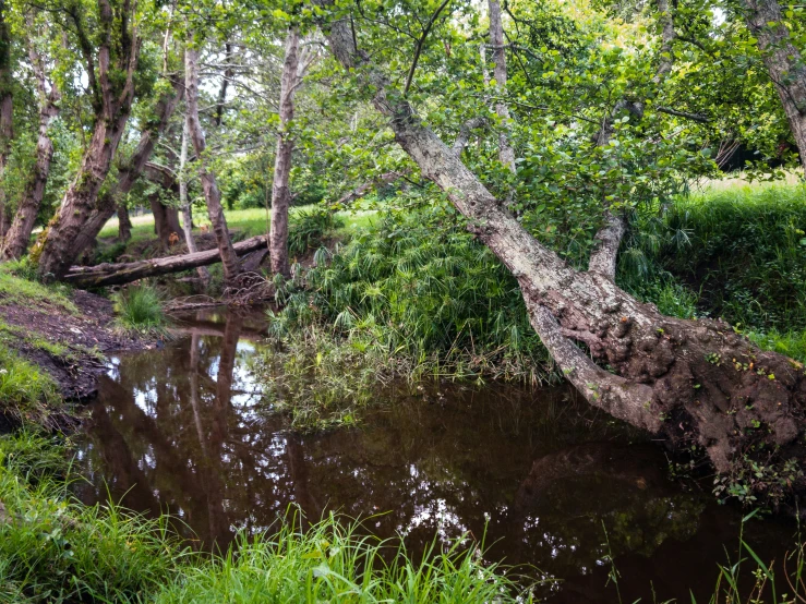 a tree fallen over next to a small river