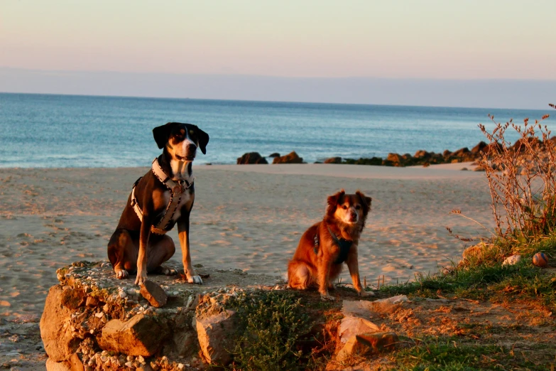 two dogs are standing on top of rocks at the beach