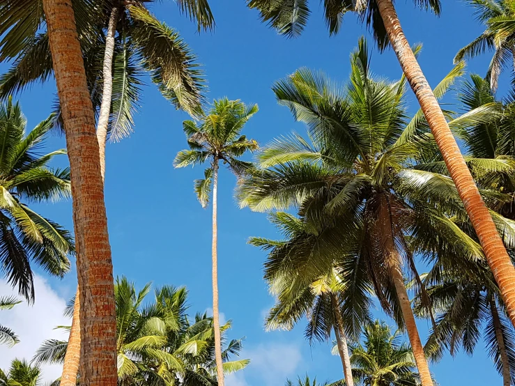 the tall palm trees are reaching up into the sky