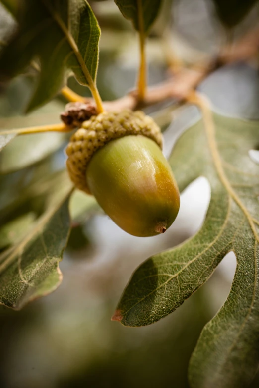 an unripe tree with leaves and a few nut