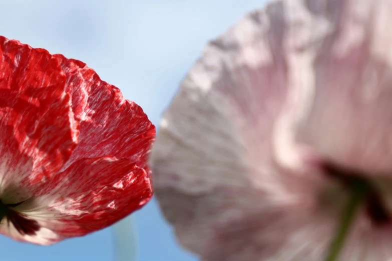 two red flowers are standing in front of a blue sky