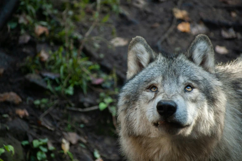 the gray wolf is looking directly into the camera