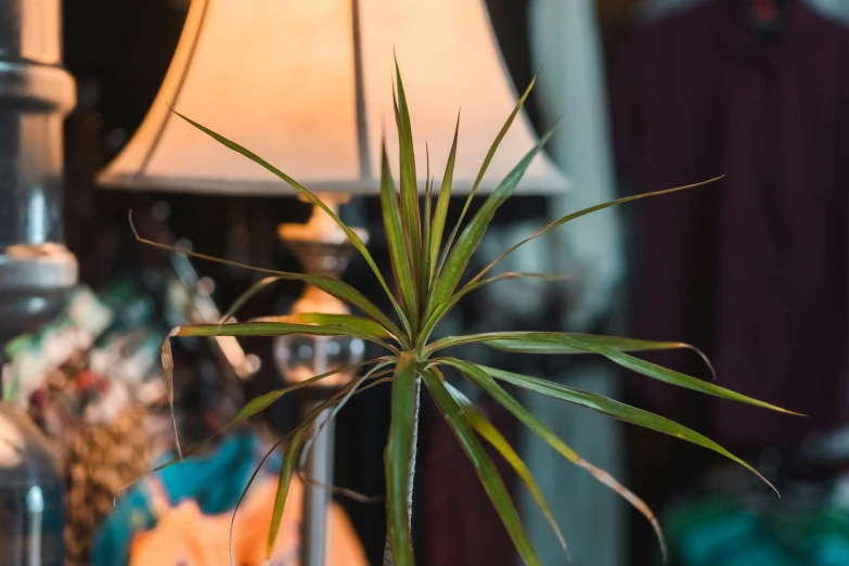 a green potted plant sitting on top of a table