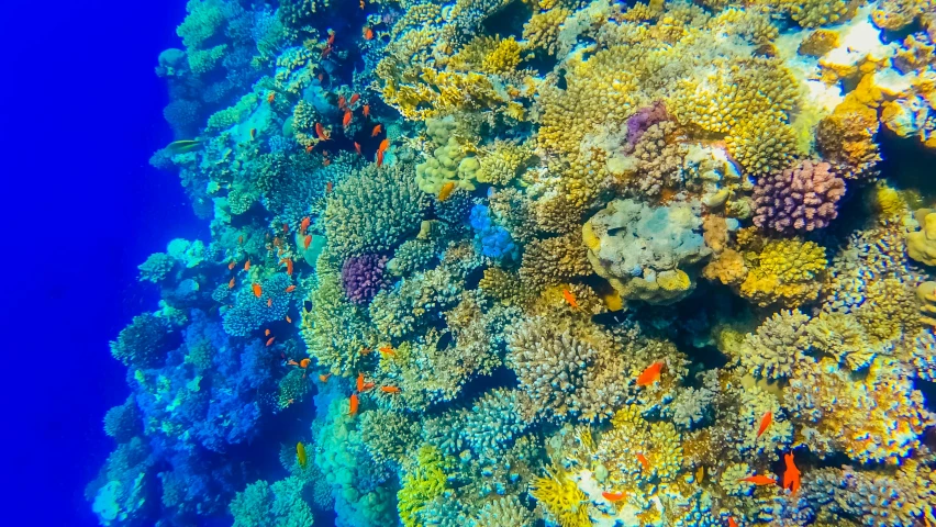 there are some fish swimming on a colorful reef