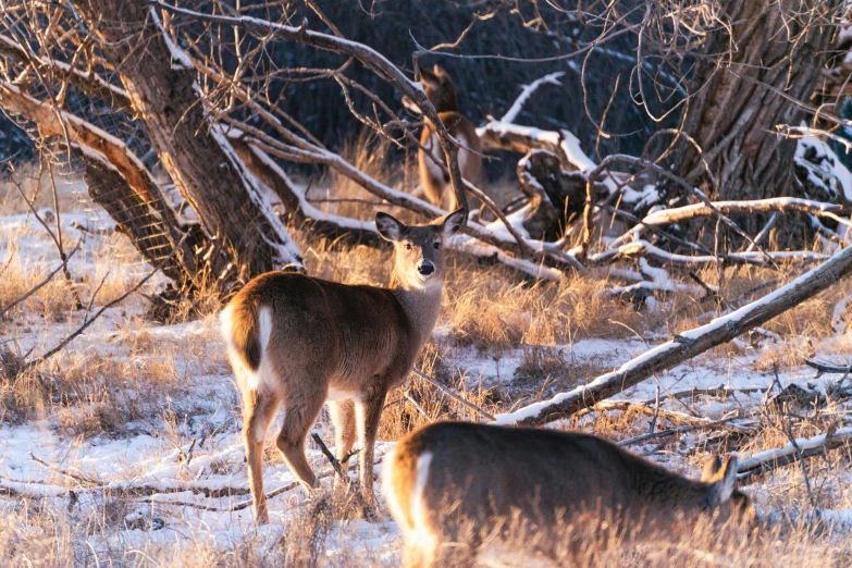 the young deer are standing in the woods