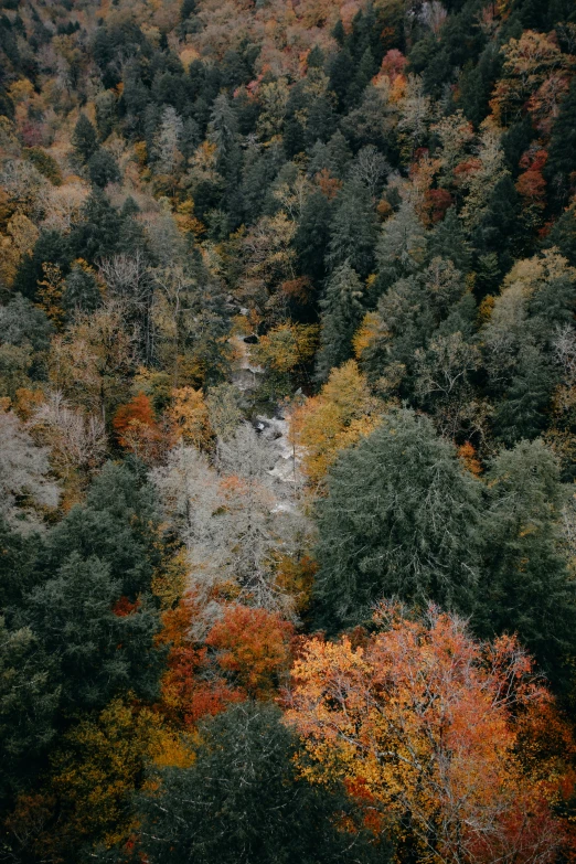 a group of trees in the woods are changing color