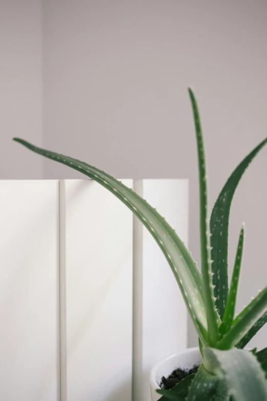 a house plant with green leaves sitting in a white pot