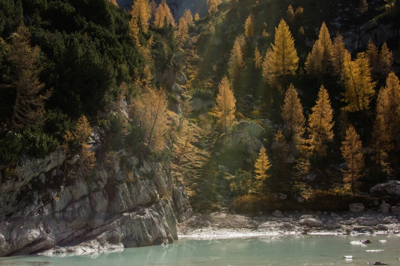 a mountain river near a forest with trees in the background