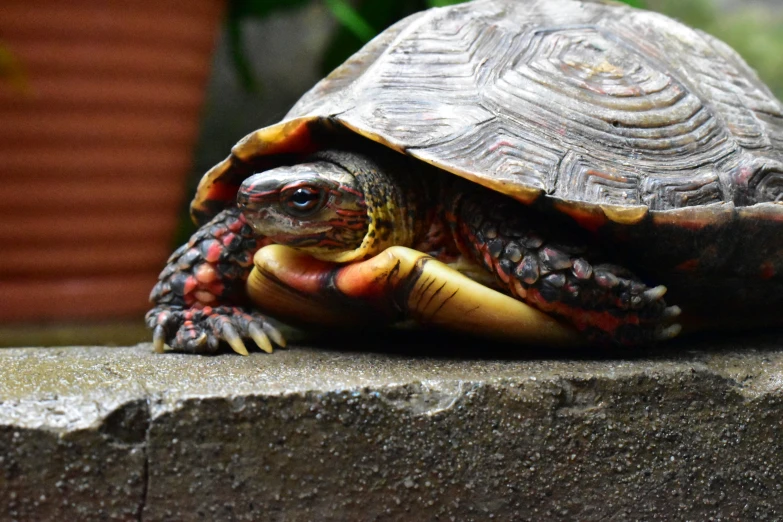 a turtle on the top of a concrete block