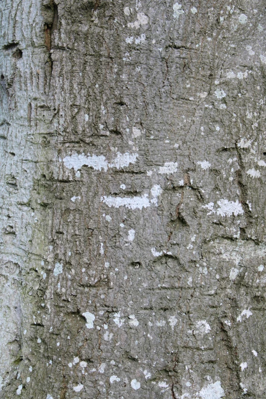 the bark of a tree in the forest